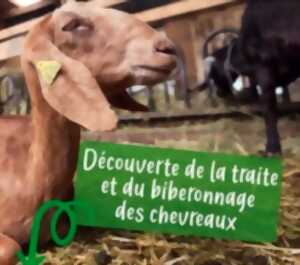 Découverte autour de la vie à la ferme