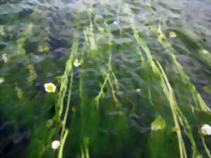 photo Poissons migrateurs et barrage sur la Maronne, une cohabitation possible ?