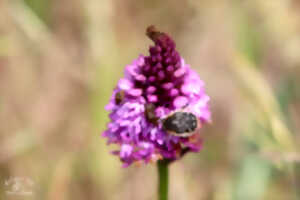 photo Les orchidées sauvages