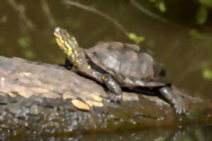 photo Sortie nature en milieux humides