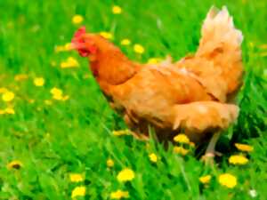 Rencontre avec un éleveur de Poules 