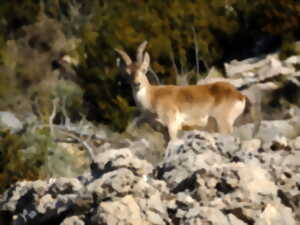 Sur les traces du bouquetin