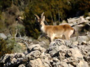 photo Sur les traces du bouquetin