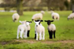 photo Transhumance de Mouton Village 2025