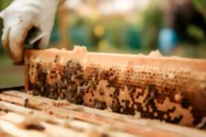 photo Les Ateliers enfants : Atelier découverte apiculture en collaboration avec Mickaël Augeard (Mickapi)