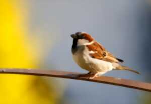 photo Animation Nature - Les oiseaux de nos campagnes - Limoges