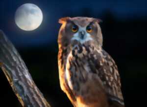 photo Nuit de la chouette - les oiseaux de nuit