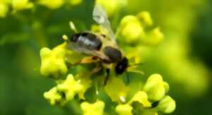 photo Génétique des abeilles, à la Bibliothèque