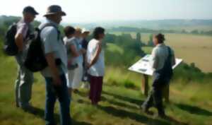 photo Découverte des coteaux du Tursan et des orchidées