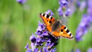 photo RENDEZ-VOUS AUX JARDINS