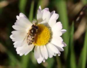 photo Les pollinisateurs