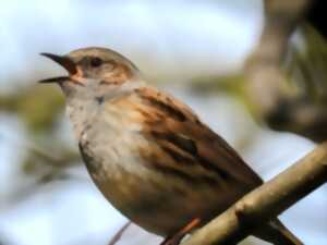 photo L'aube des oiseaux au Fort Condé