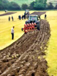 photo CONCOURS DE LABOUR  de TRACTEURS ANCIENS