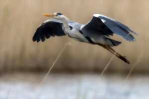 photo Visites nature au bord du Cher par la LPO