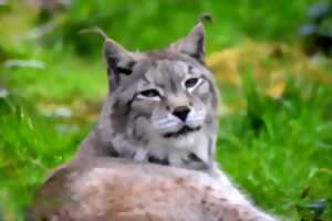 photo OURS, LOUPS ET LYNX DANS LES OEUVRES DE FICTION