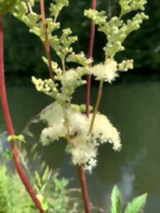 photo Sortie Nature - Marais’stival