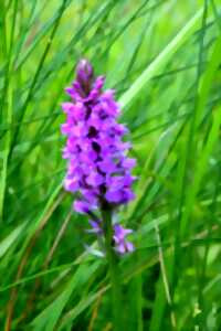 photo Sortie Nature - Marais bondissant