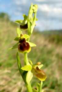 photo Sortie Nature - Les orchidées du Mont César