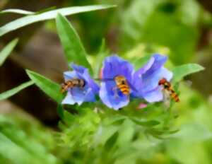 photo Sortie Nature - Les Cupidons du monde végétal