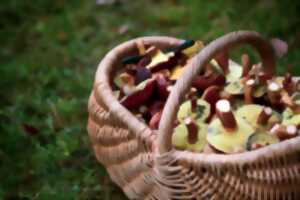 photo Découverte des champignons du Bois de Nichet