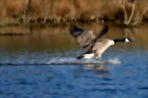 La Meuse frontalière et ses oiseaux