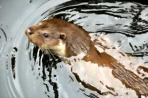 Sentier de la loutre