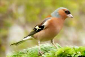 photo Les oiseaux du bocage