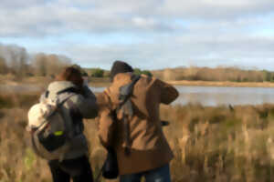 photo Formation aux oiseaux du littoral : les laridés et oiseaux côtiers