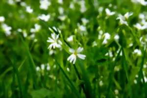 photo Découverte de la flore des Garettes