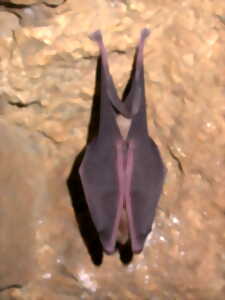 photo Nuit internationale de la chauve-souris à la Brèche au Diable