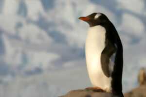 photo Les pingouins débarquent ! Histoires er ateliers