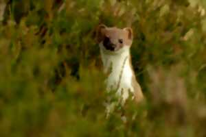 photo Les yeux dans les yeux : Expo photo sur la faune locale