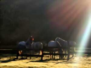 photo Semaine découverte du cheval