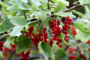 photo Les arbres à petits fruits