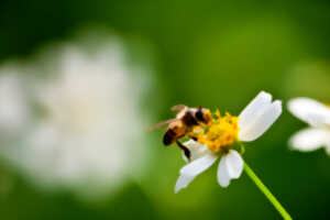 À la recherche de nos pollinisateurs