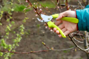 photo Restauration de vieux arbres fruitiers