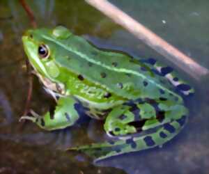 photo Grenouilles et tritons du marais de la Touques