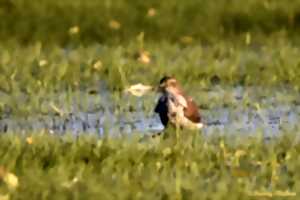 photo Reconnaissance des chants d'oiseaux