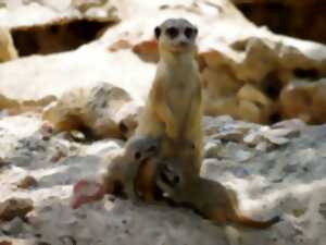 photo Visite guidée : naissances et programmes d'élevage au zoo