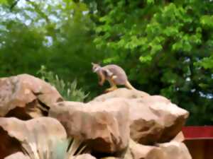 photo Visite guidée : curiosités zoologiques