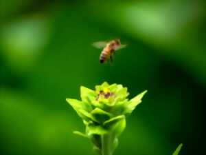 Rendez-vous nature : Bzzzz…. ça butine !