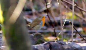 photo SORTIE NATURE - CRIS ET CHANTS D'OISEAUX