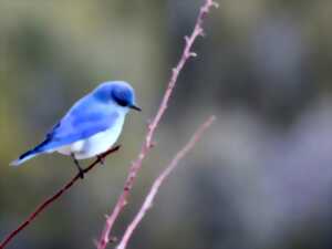 photo A l'écoute des oiseaux forestiers