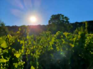 La vigne au fil des saisons