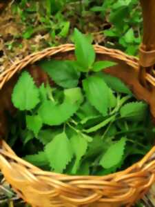 photo Découverte et dégustation de plantes sauvages comestibles