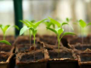photo Troc plantes