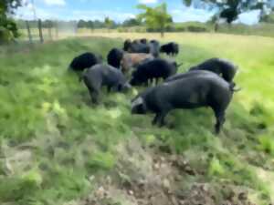 photo Vente directe à la ferme Porcs noirs du Gioulé