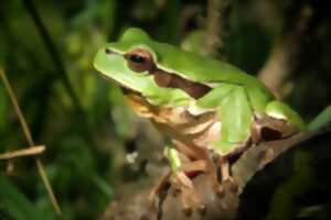 RENDEZ-VOUS AVEC LES AMPHIBIENS PAR MANON LASTERNAS