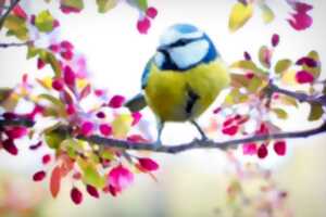 Observation des oiseaux au Jardin de l'An Mil