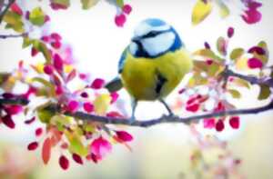 Repas de printemps